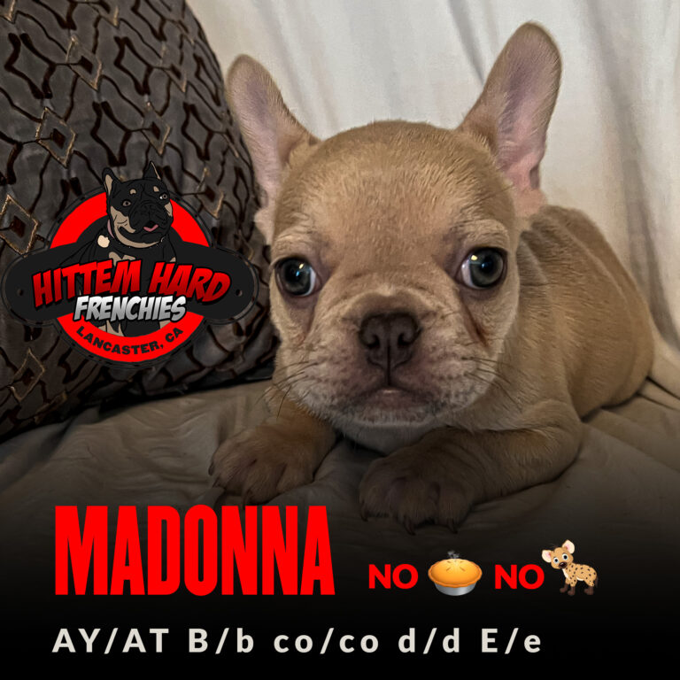 Madonna